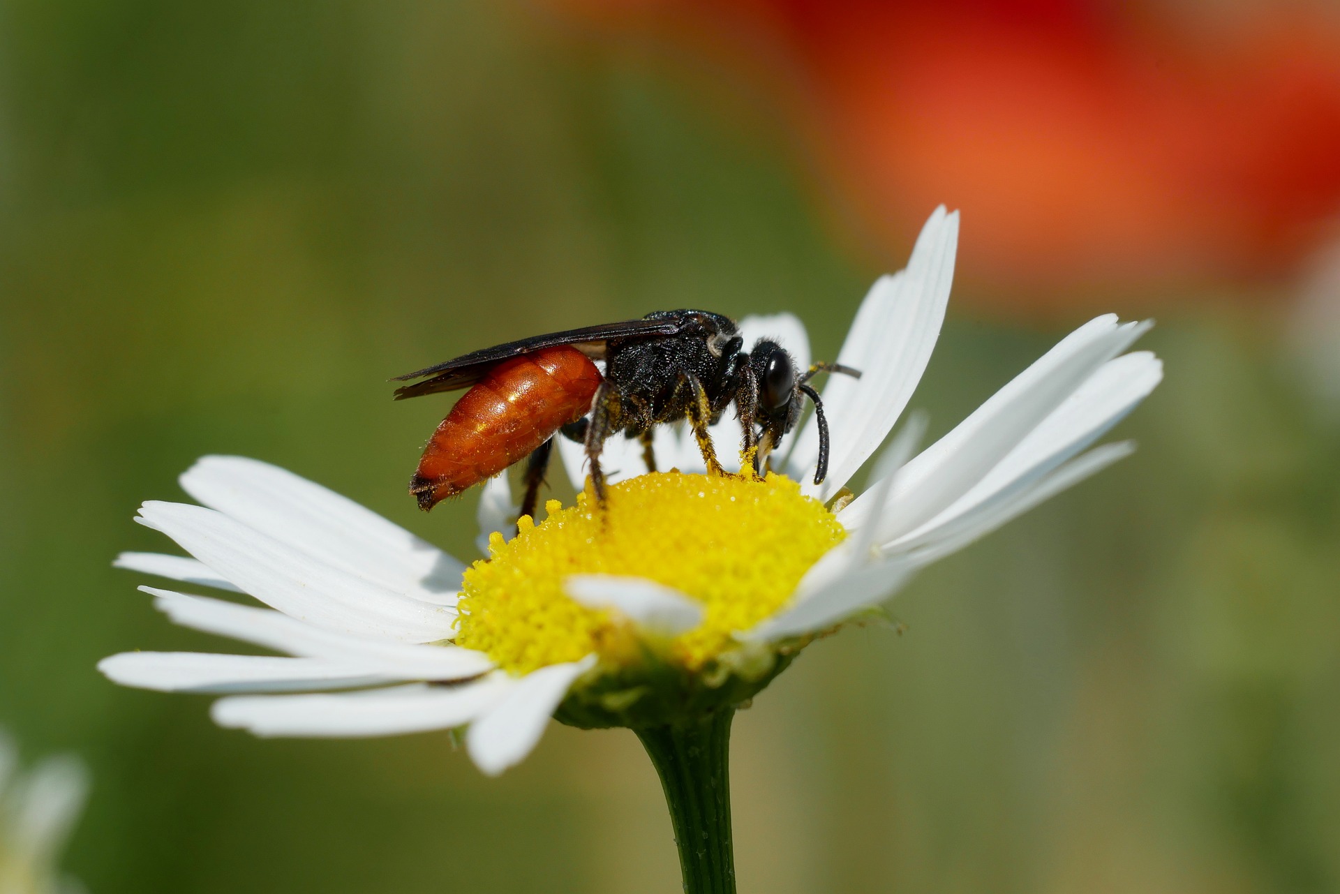 macro-4925703_1920